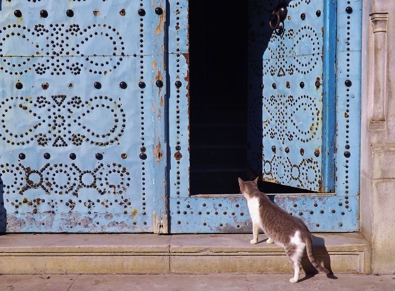 cat looking in blue Tunisia door 