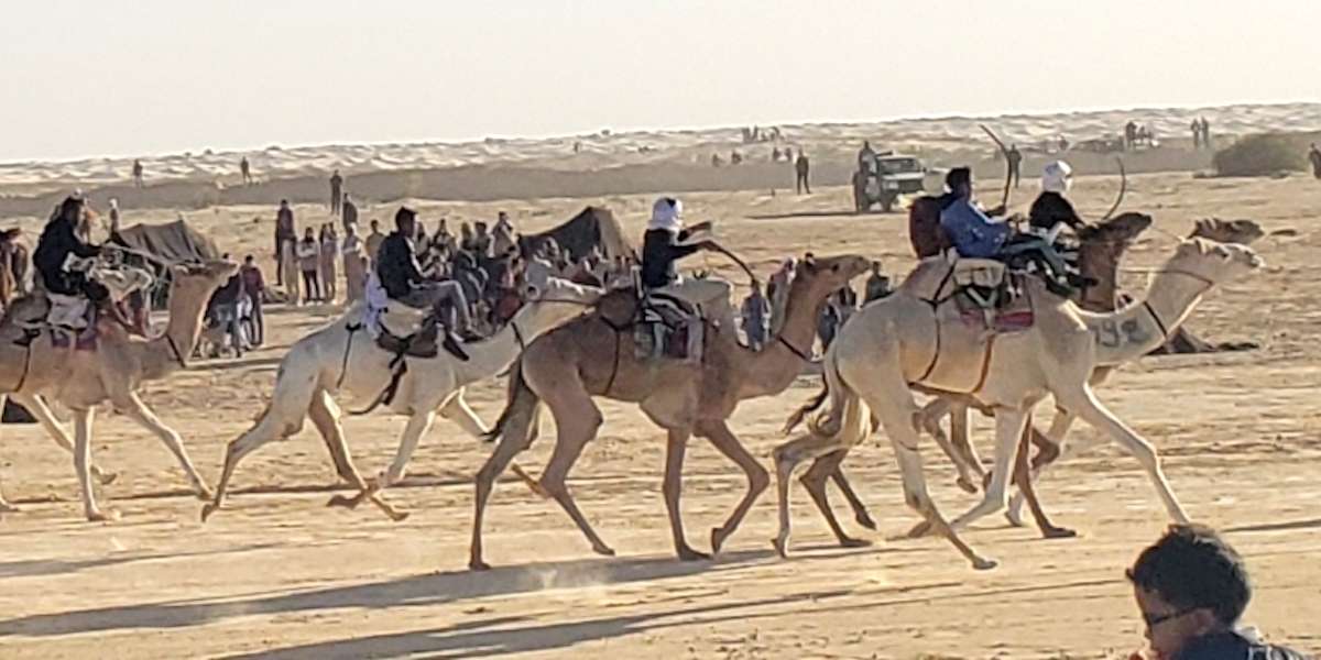 camel racers at festival