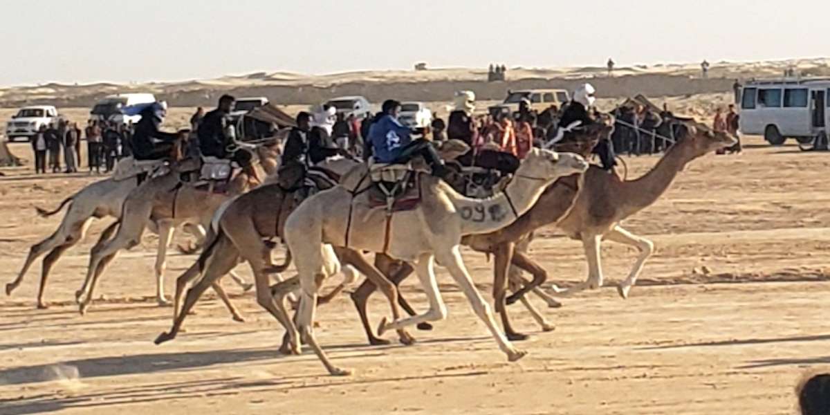 camel racers