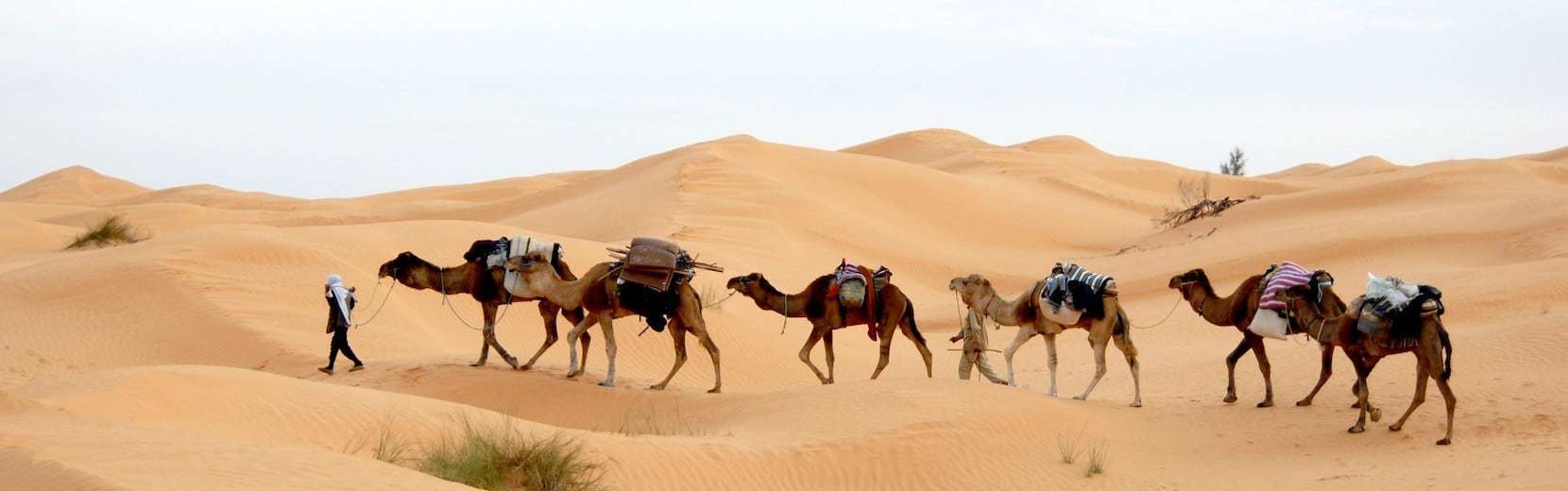 Ride a camel in the Sahara