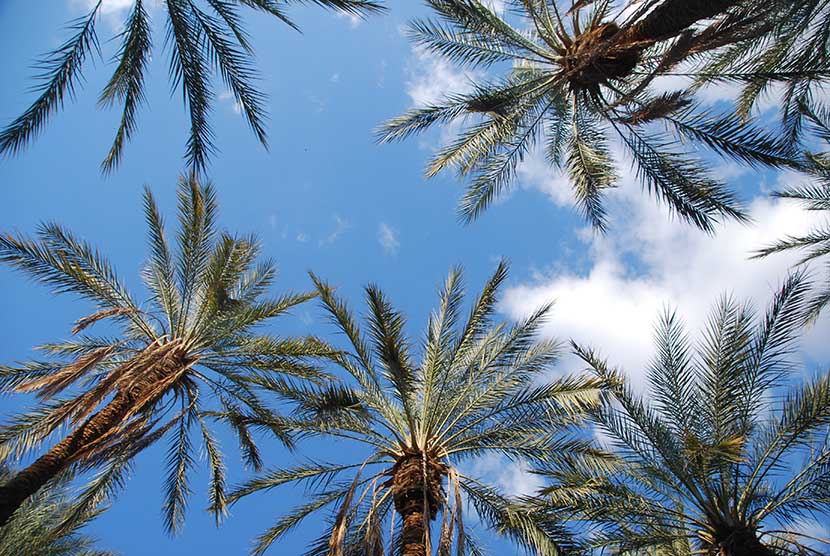 Date Palms in Tozeur