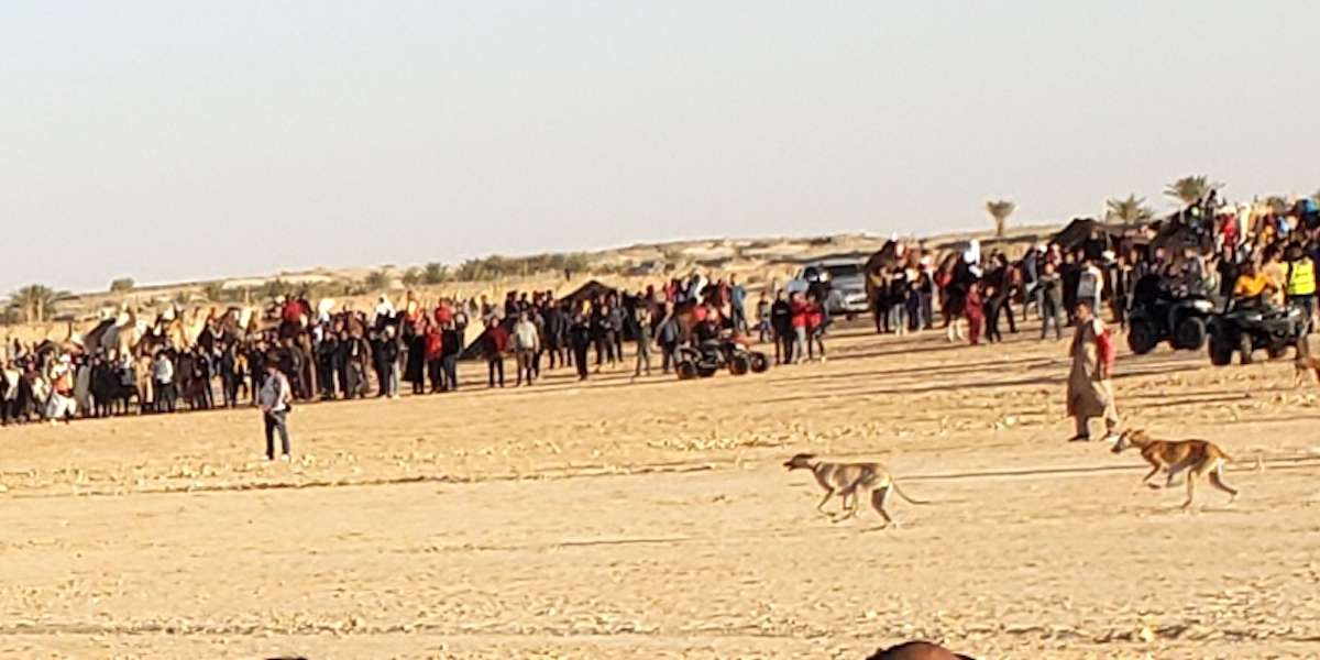 desert greyhounds