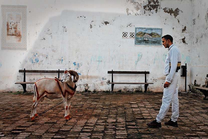 Sheep for Eid al-Adha (Festival of Sacrifice)