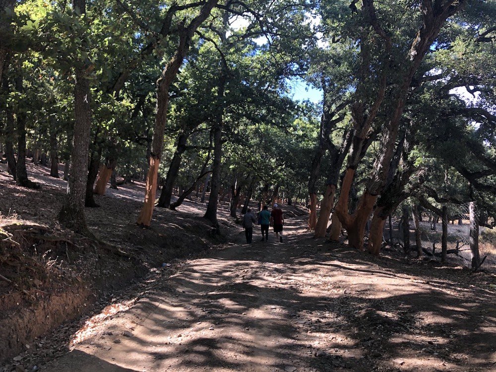 Hiking at El Feija National Park