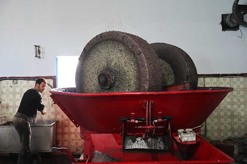 Workers Preparing Olives for Pressing