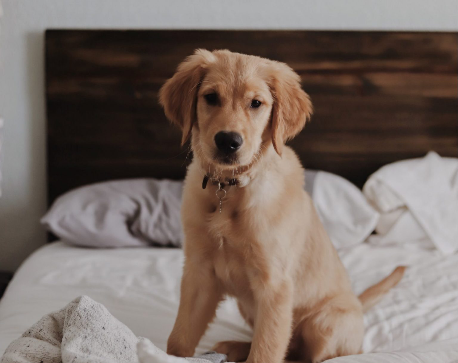 Make sure to find a pet-friendly hotel!