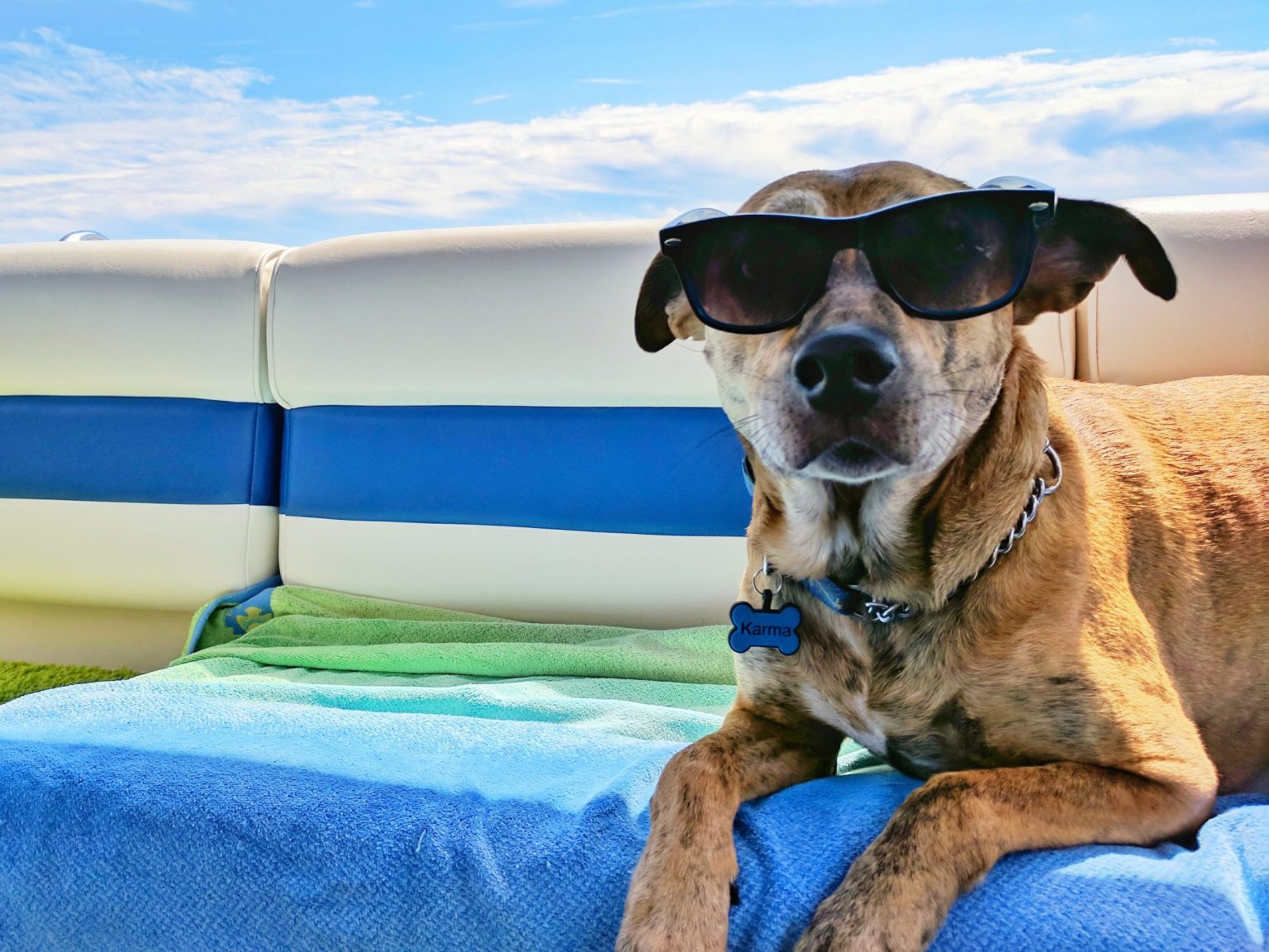 Some pets love some time in the sun!